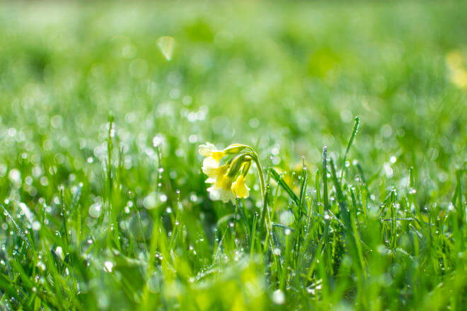 Beautiful and fresh grass in the morning